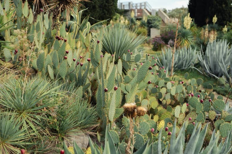 drought-tolerant native landscaping with ornamental grasses and succulents