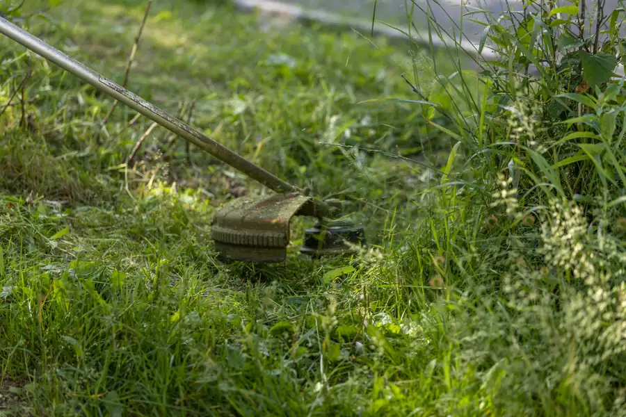 Landscaping contractor working in Corpus Christi, TX
