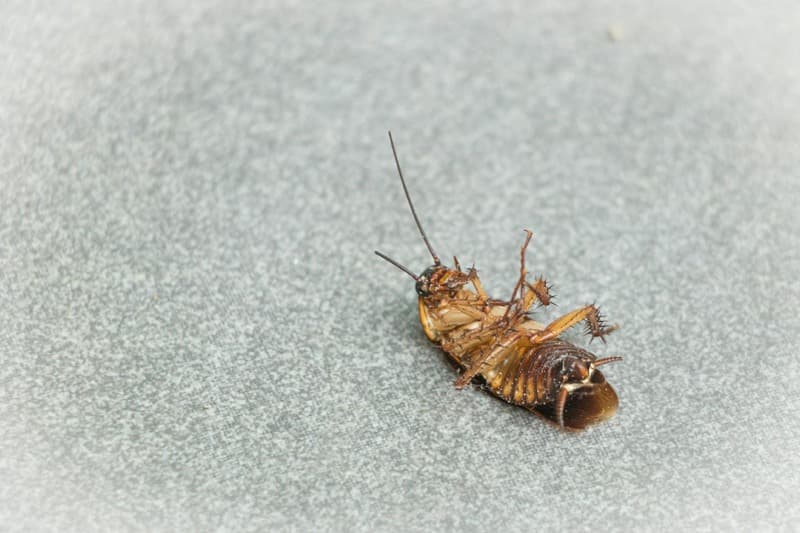 homeowner spraying DIY treatment versus licensed exterminator with professional equipment