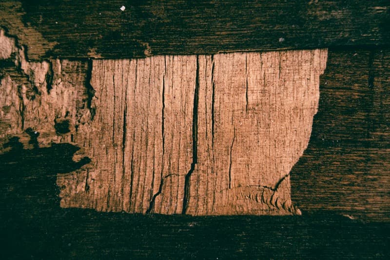 termite damage to wood framing in a residential home